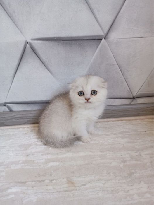 Продаю котят шиншиллы