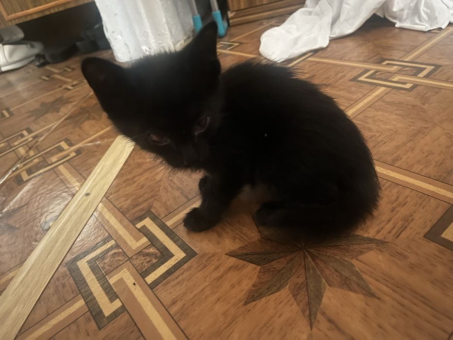 Отдам котенка даром