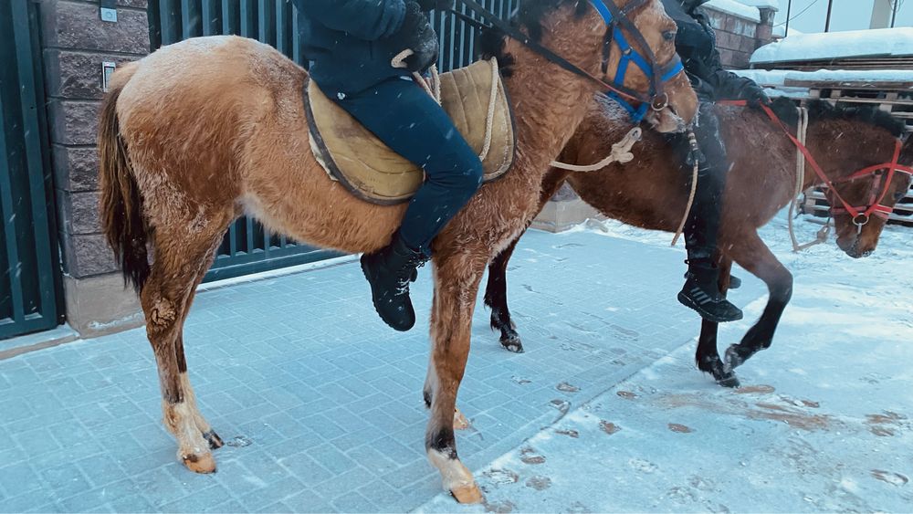 Лошадь 2 головы