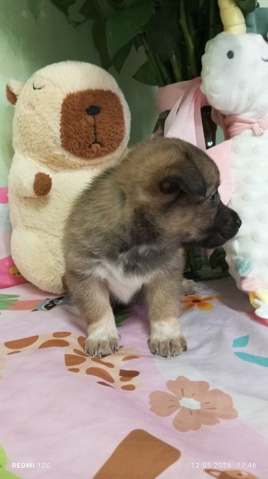 Щенок в хорошие руки