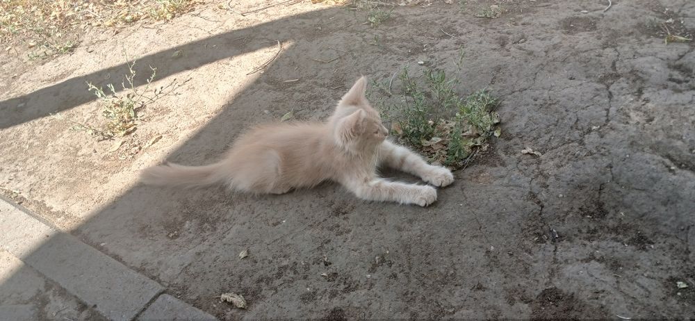 Отдам котенка в хорошие руки.