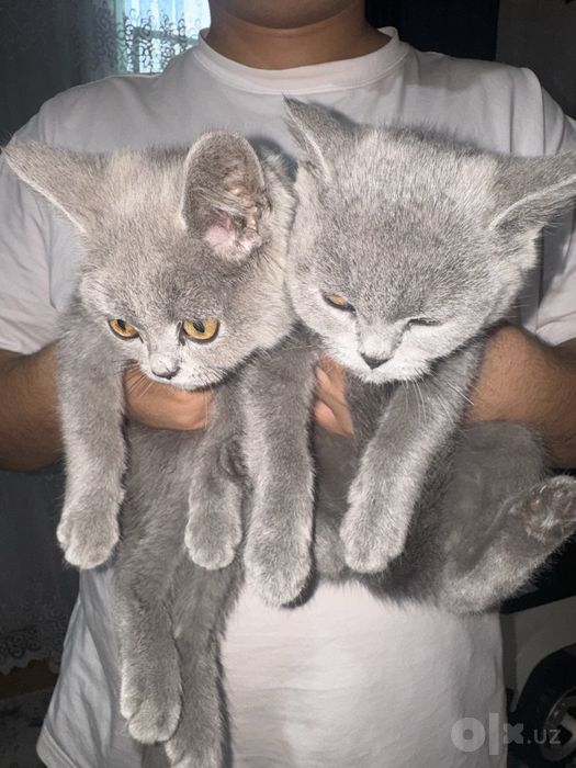 Шатланские кошки