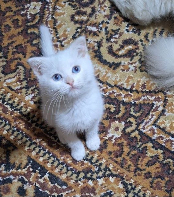 Котёнок, 2 месяца