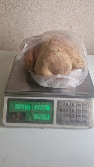 Продам домашних курей броллер