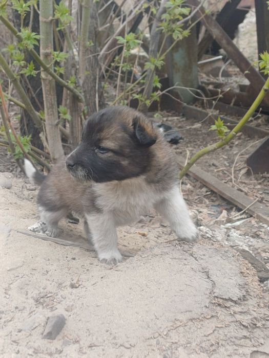 Отдам щенков в добрые руки