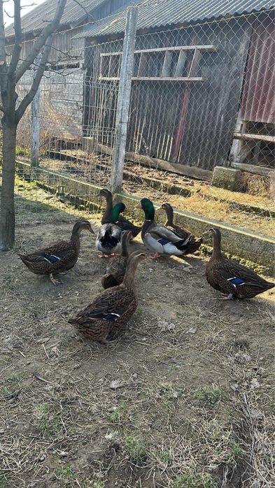 Vând rațe rasa Rouen