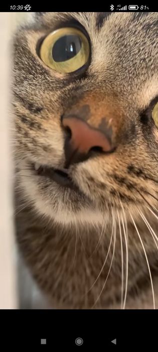 Отдам кошка добрые руки