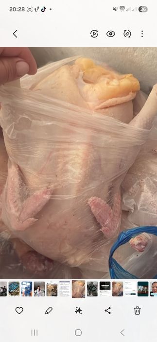 Куры домашние оптом и в розницу