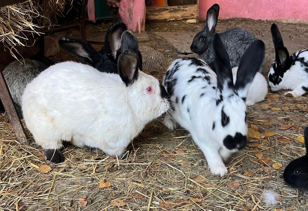 Продаются Кролики