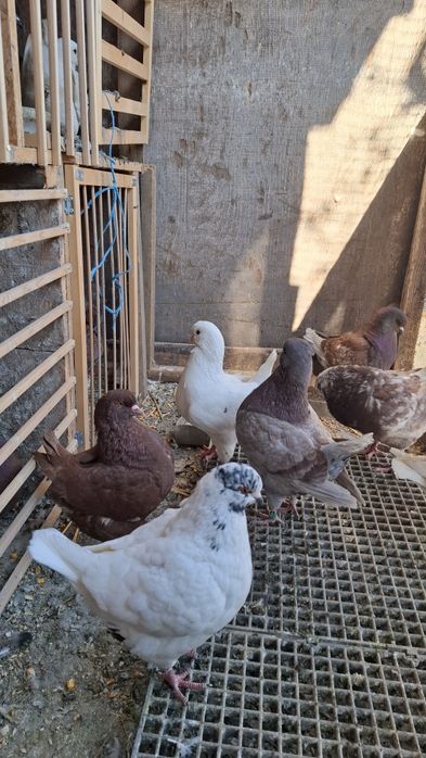 Vând porumbei kingi