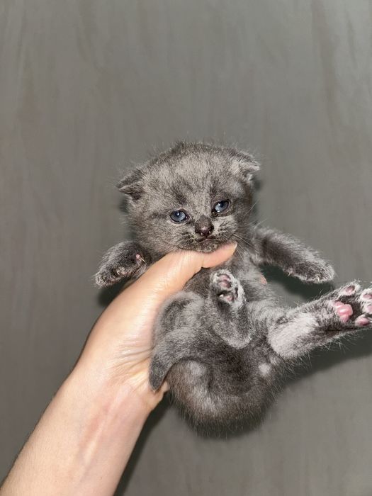 Шотландский вислоухий