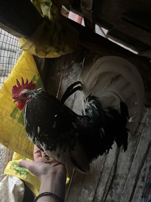 Vand oua de incubat de la gaini americane si mii de flori