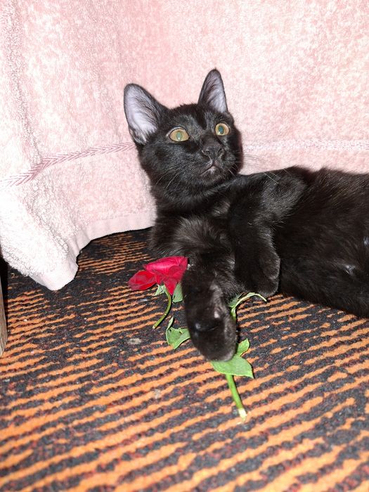 Mushuk hadya qilinadi 4oylik uy mushugi