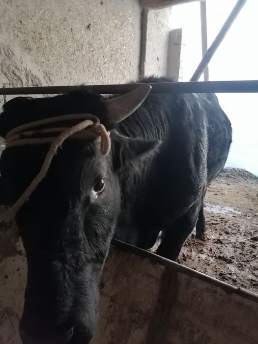 Ho‘kiz sotiladi yeyishga gap yo‘q