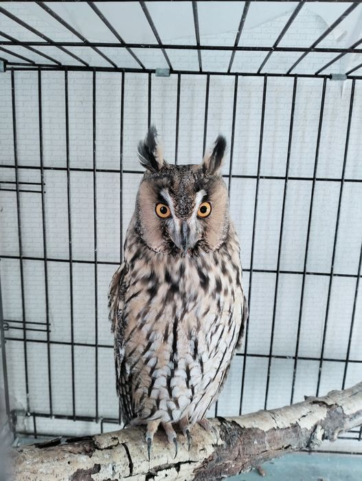 Ушастая Сова Самка продажа