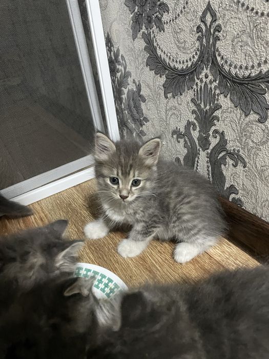 Продаются катята