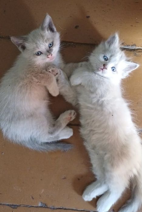 Отдам котят в хорошие руки