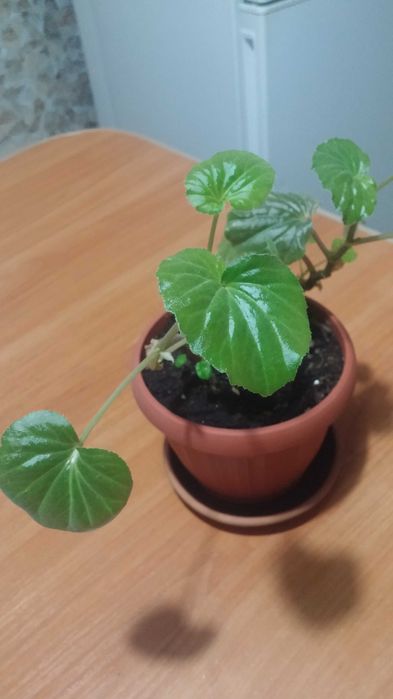 Комнатная бегония