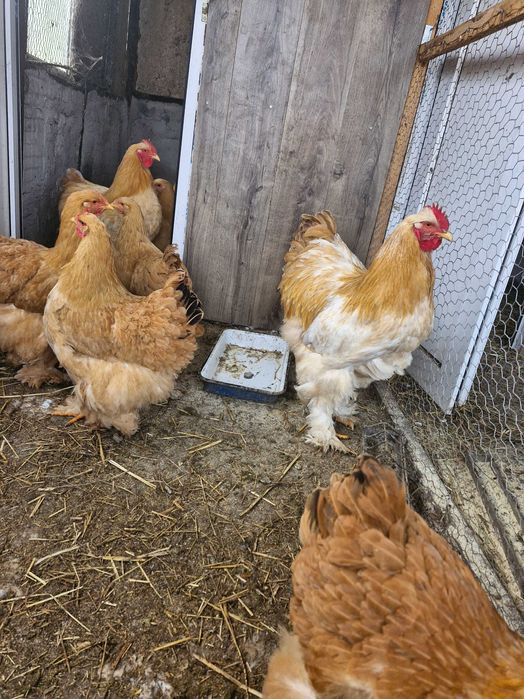 Ouă de incubat cochinchina pitic și uriaș