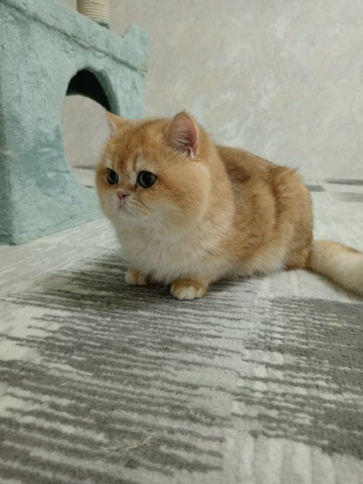 Вязка тоза кон ну12 родословная