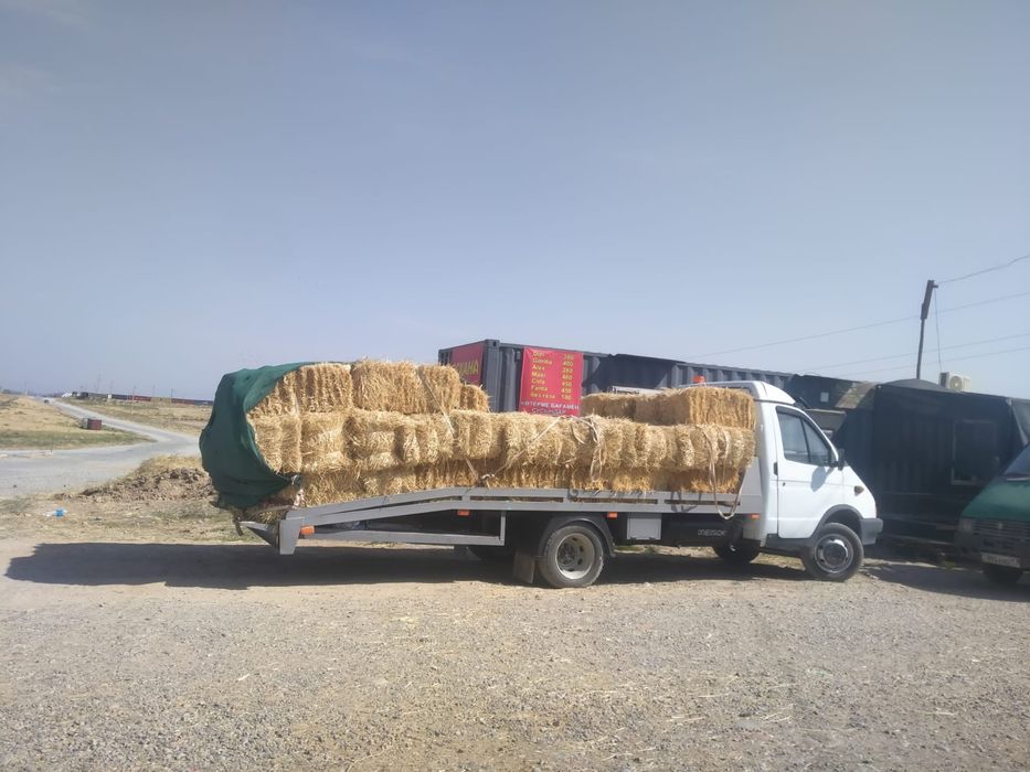 Шөп пірес жоңышқа