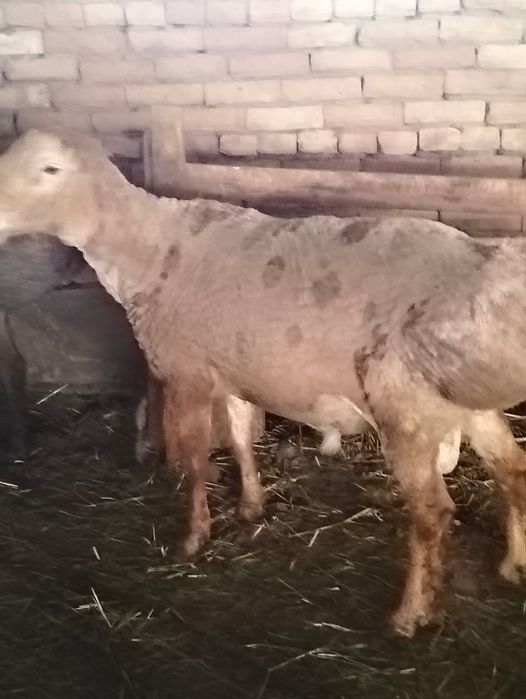 Арашан Кошкарлар