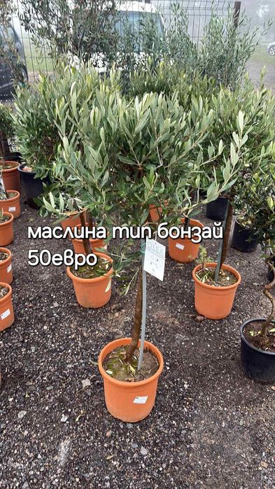 Разсадник Доганово разполага с разнообразен и видове растения.заповяда