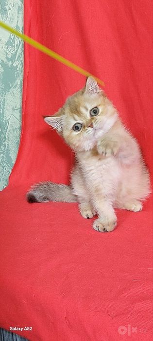Шиншилла золото девочка чистокровное
