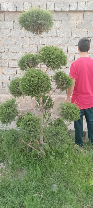 Арча бансай арча