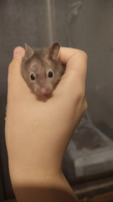 Hamster sirian de vanzare