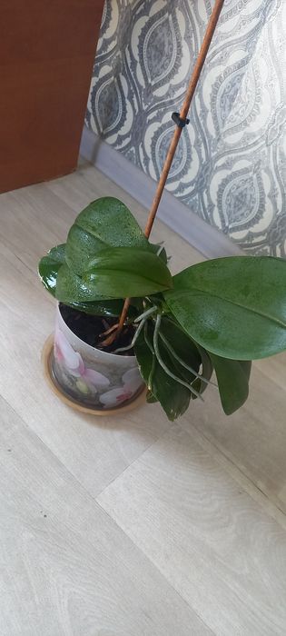 Продам цветы комнптные