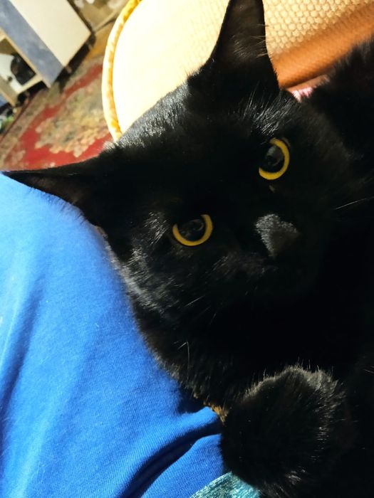 Верните кота пожалуйста