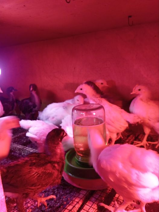 Adler jojalari sotiladi 25 mindan