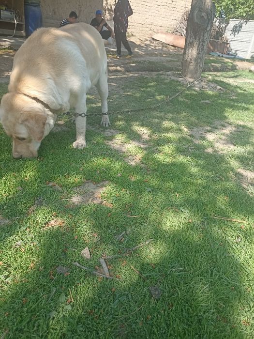 Red-River Labrador kuchuk