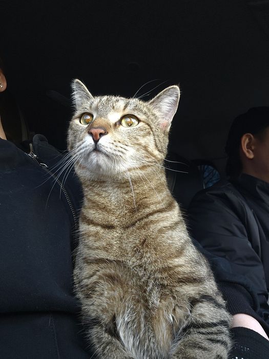 Отдам кошку добрым людям