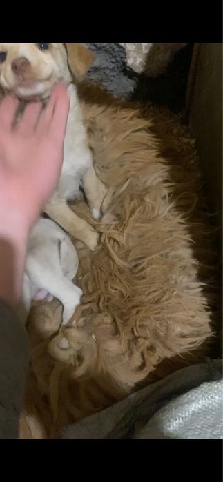 Продам лабодор срочно