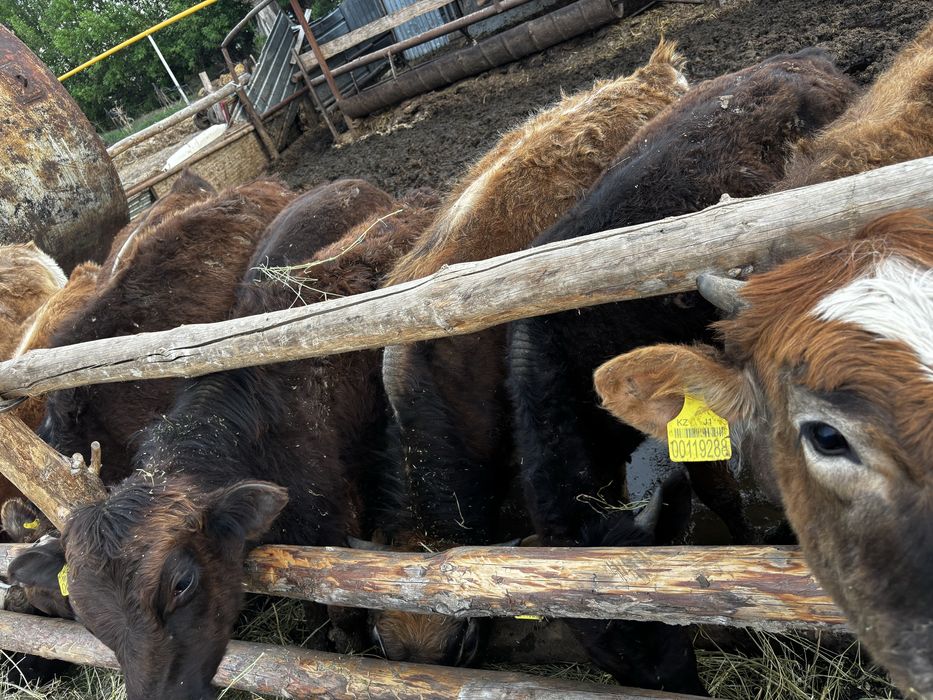 Продам телочек.