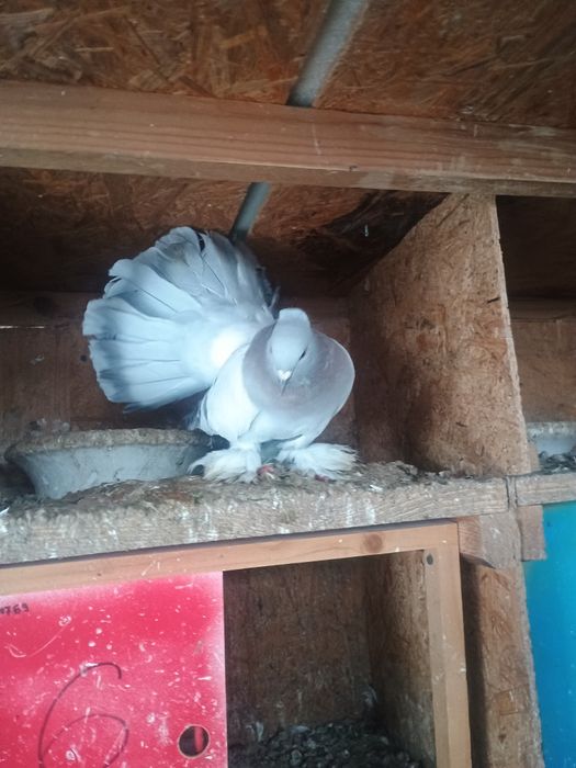 Porumbei voltati indieni/ jucători de galati