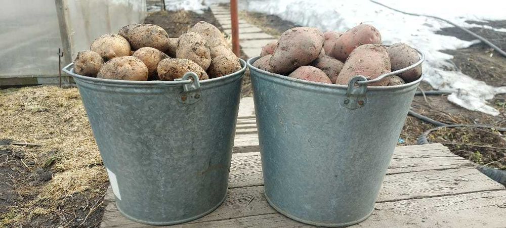 Картофель домашний