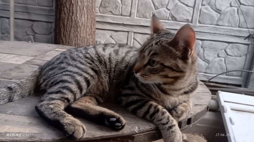 Молодой котик БЕСПЛАТНО