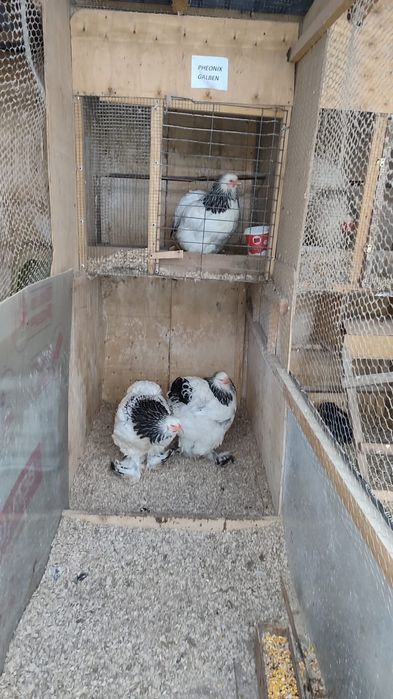 Oua incubat brahma herminat deschis și herminat deschis albastru