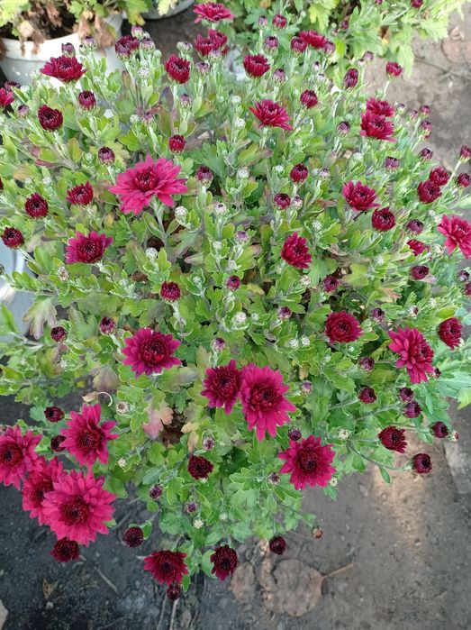 Хризантема недельная распродажа