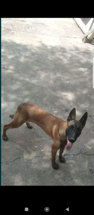 Тозза конли малиня