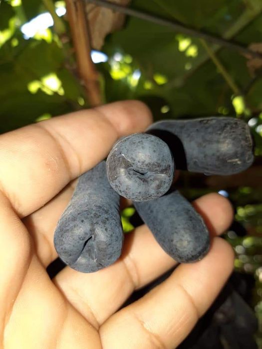 Аватар,хэлоин,маникиюр фингир,сугдиона кучатлари бор 10 000 ,70 000