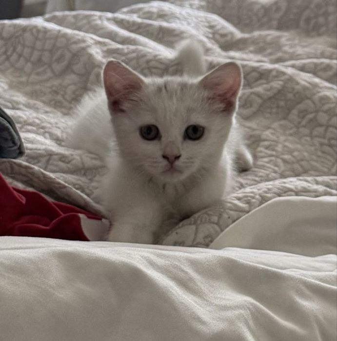 Отдадим котенка в добрые руки