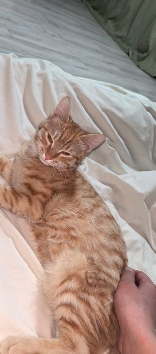 Котик кастрированный