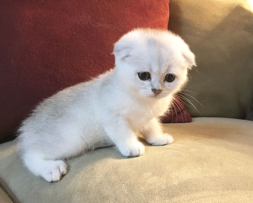 Шотландский фолдик