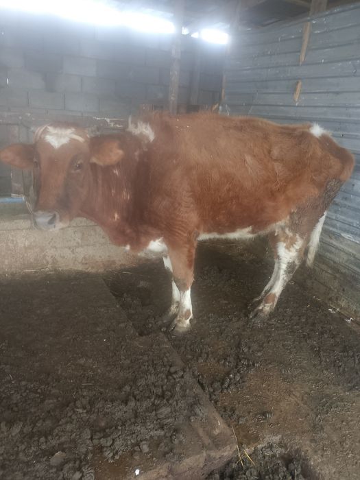 Бордақы сиырлар сатылады