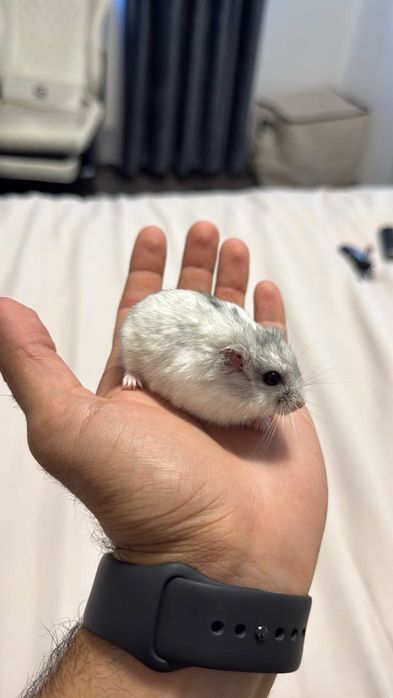 Hamsteri pitici