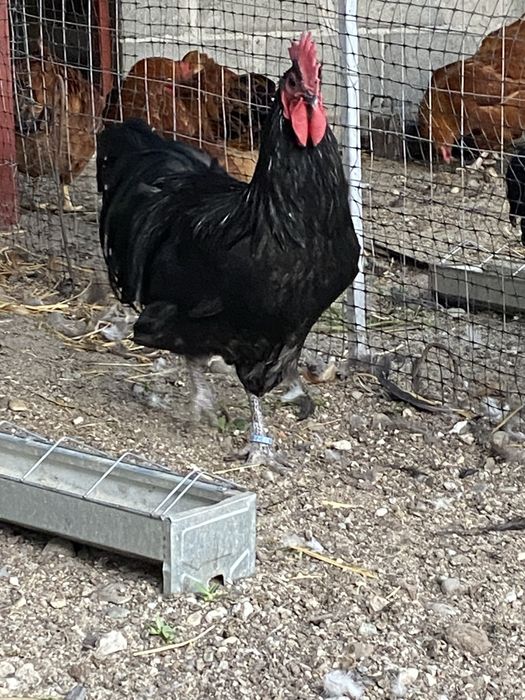 Oua incubat Australorp